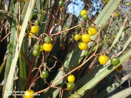   Fruits:   Dianella revoluta  var.  divaricata ; Photo by South Australian Seed Conservation Centre, used with permission
